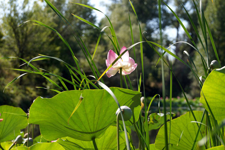 伏尔加河是洪泛平原湖莲花