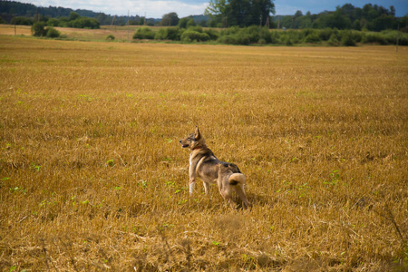 一只友好的狼, 就像猎狗一样, 在田野里享受空闲时间。狗走在农村