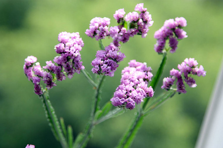 丁香花背景壁纸