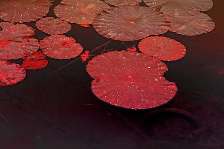 最大的湖泊完全饰莲花莲花湖