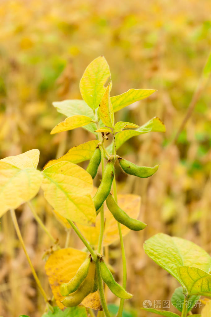 成熟的大豆在现场特写镜头
