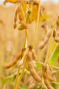 成熟的大豆在现场特写镜头