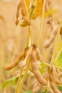 成熟的大豆在现场特写镜头照片
