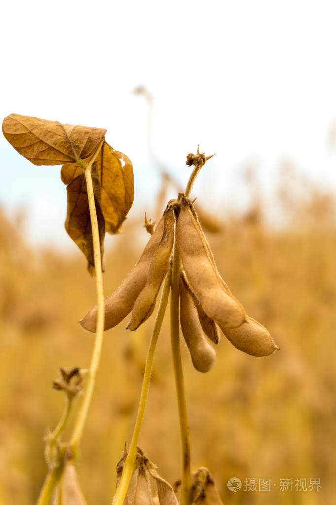 成熟的大豆在现场特写镜头