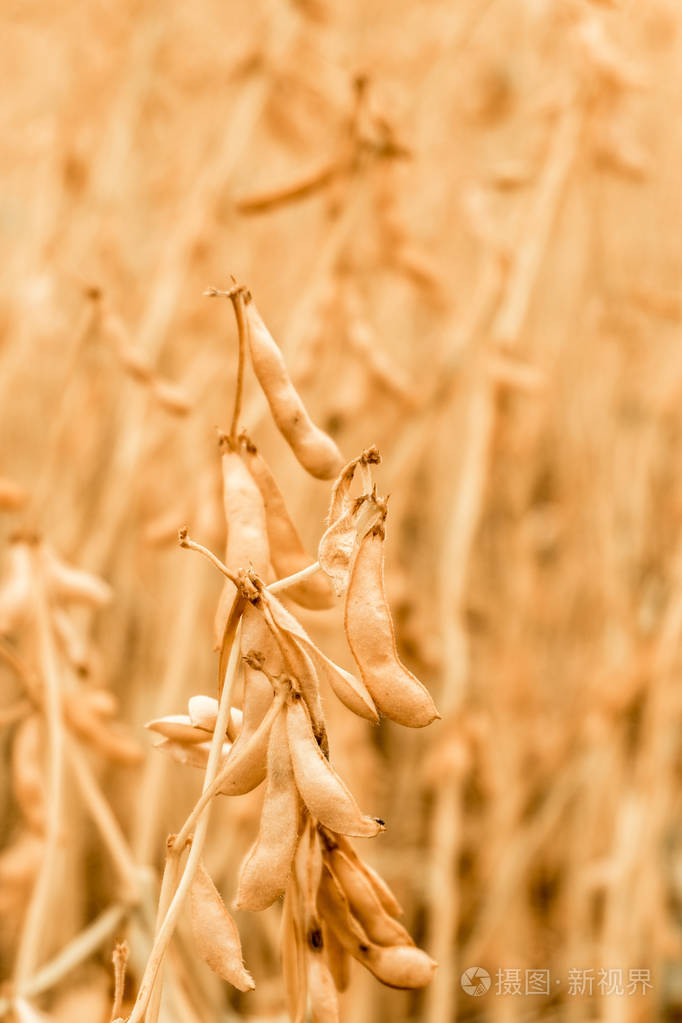 成熟的大豆在现场特写镜头