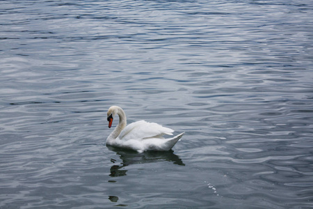 湖里的白色天鹅