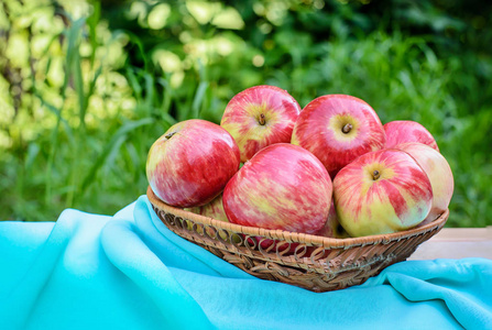 绿色花园背景上的柳条盘子里的红苹果, 带有绿松石织物