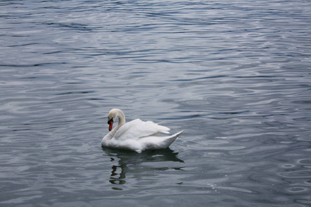 湖里的白色天鹅