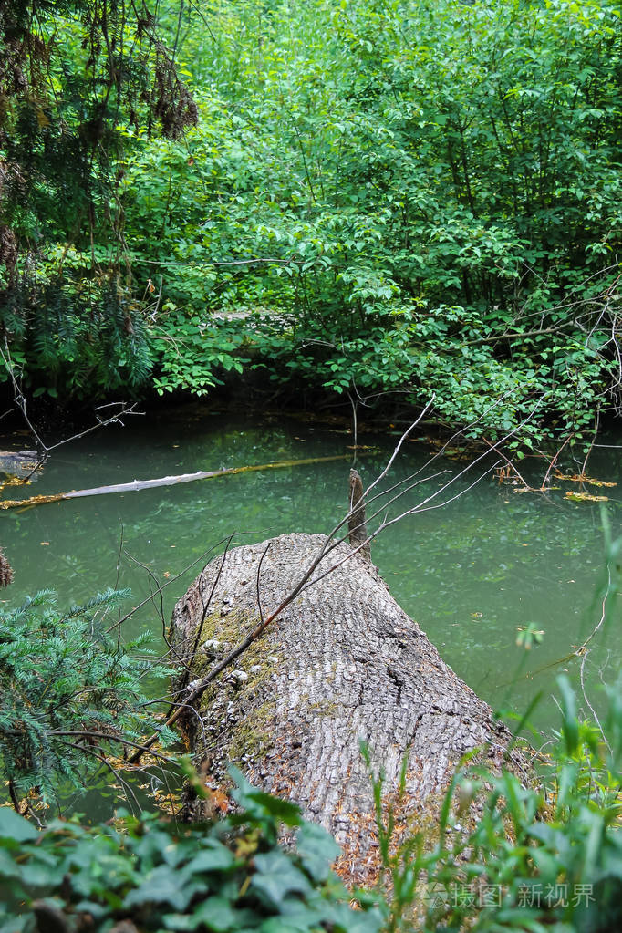 倒下来的圆木,在泥泞的死水照片-正版商用图片0z6n13-摄图新视界