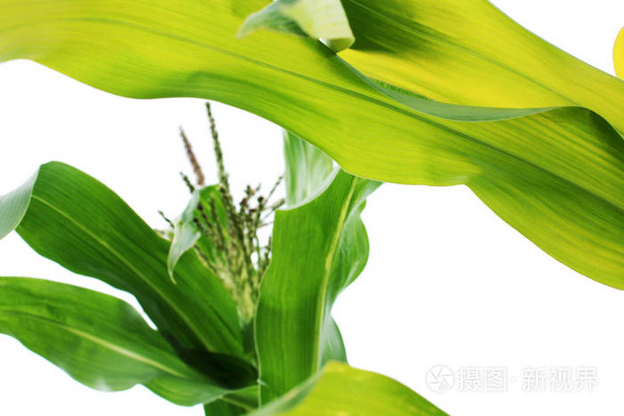 绿色玉米叶子背景