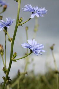 花园里的蓝色菊花