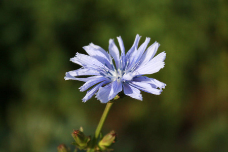 花园里的蓝色菊苣