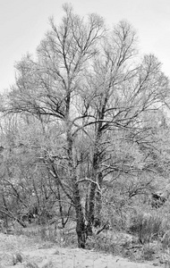 雪树景观