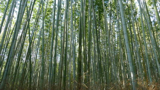 岚山山日本京都著名的地标与旅游