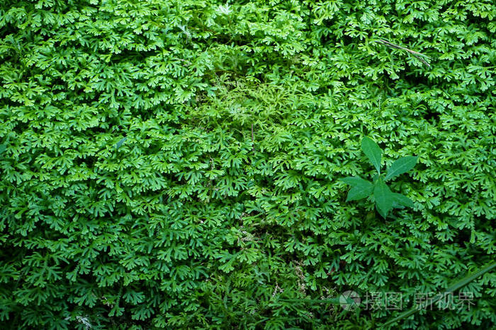 美丽的地面覆盖新鲜的绿色蕨类植物自然地毯背景与其他植物