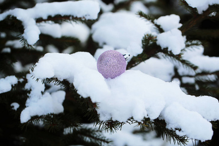 圣诞枝条上的雪枝