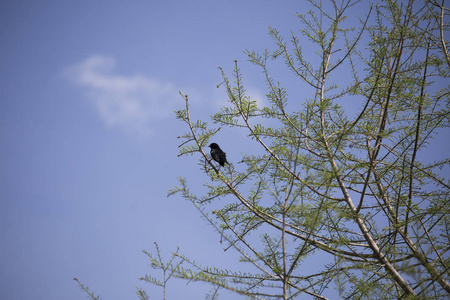 树上的红翼黑鸟