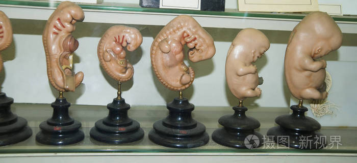 在人胚胎发育阶段