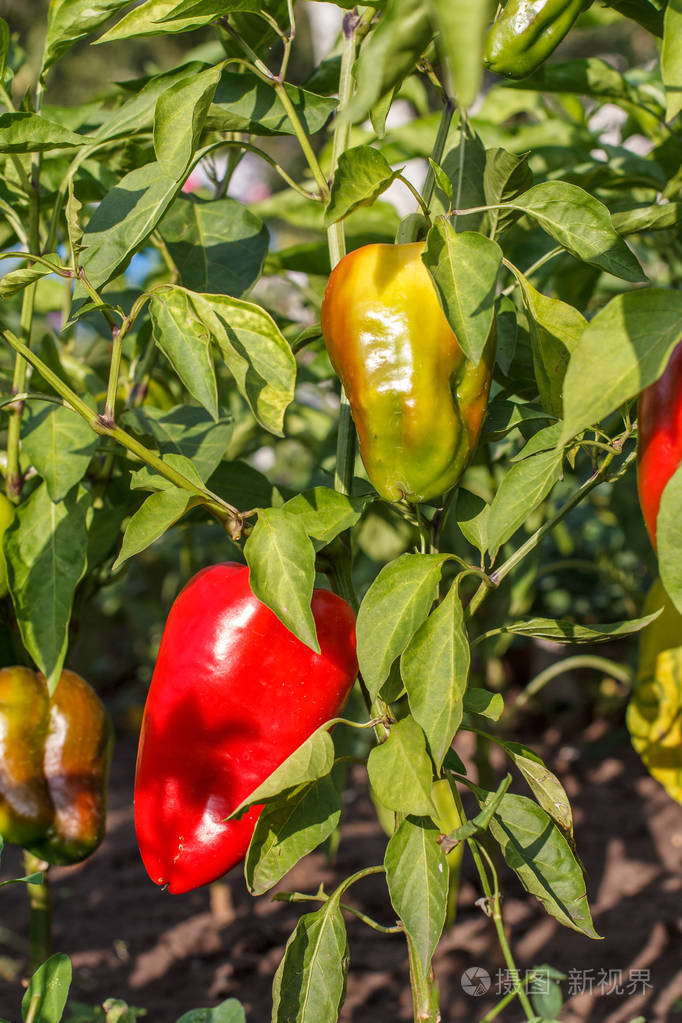 成熟和未成熟的甜椒生长在花园里的灌木丛中