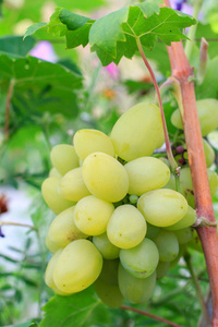 成熟的白葡萄品种，在一丛灌木上大堆