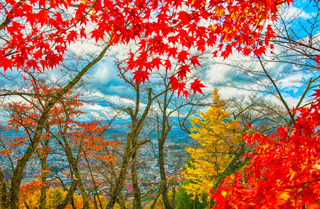 美丽的橙色和红色秋天的树林图片