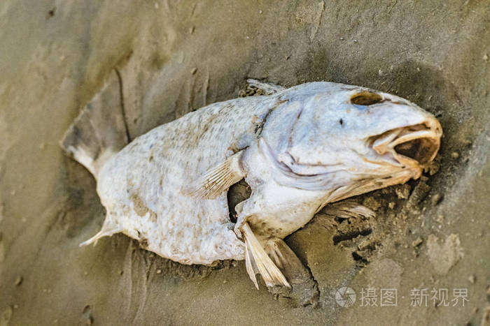 死鱼在沙子