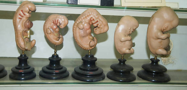 在人胚胎发育阶段