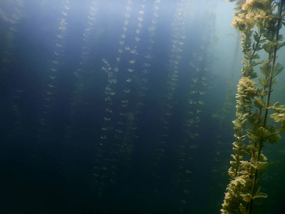 海底的植物。水下植物河流 湖泊 池塘