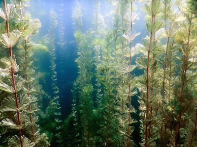 海底的植物。水下植物河流 湖泊 池塘