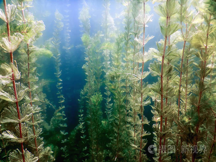 海底的植物.水下植物河流, 湖泊, 池塘