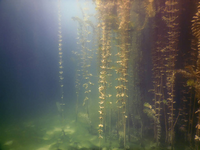 海底的植物。水下植物河流 湖泊 池塘