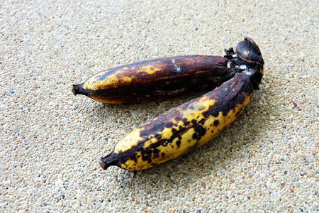 腐烂的香蕉, 在混凝土背景上隔离的更大的腐烂香蕉