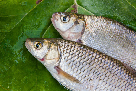 淡水的常见鳊鱼和欧洲鲢鱼鱼上自然高建群