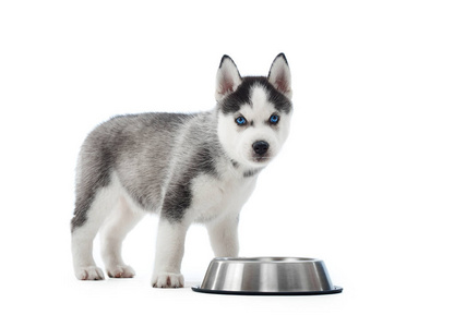 进行的哈士奇狗站在银色的盘子上附近的小狗