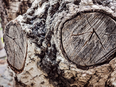 纹理老树的木头，年度增长环