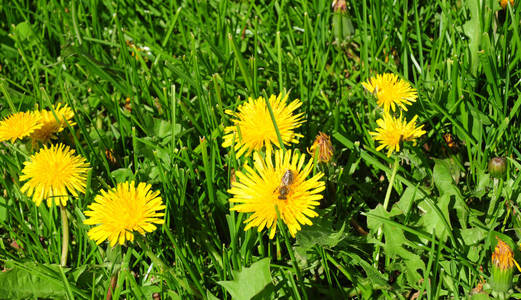 蒲公英是菊科家族开花植物的一个大属, 由俗称蒲公英的物种组成.照片