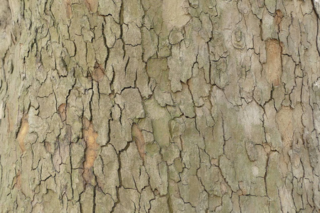 树的皮肤纹理的细节