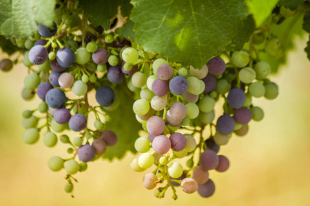 酿酒葡萄藤上的 veraison 阶段