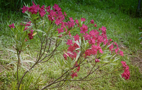 美丽绽放的粉红色的花在阳光下的布什