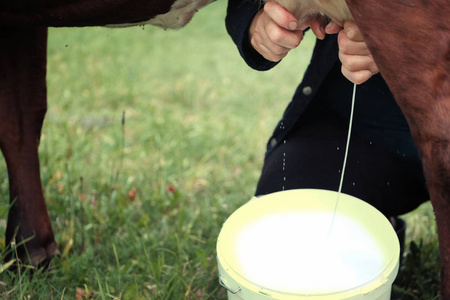 挤奶的女工图片