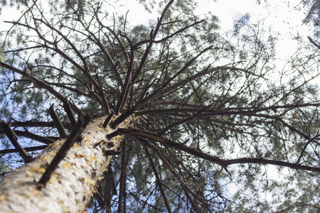 森林中高大的老松树的底景
