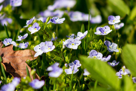 阳光明媚的春日花园里的蓝色小花