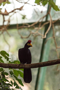 罗斯 Turaco 鸟 Musophaga rossae