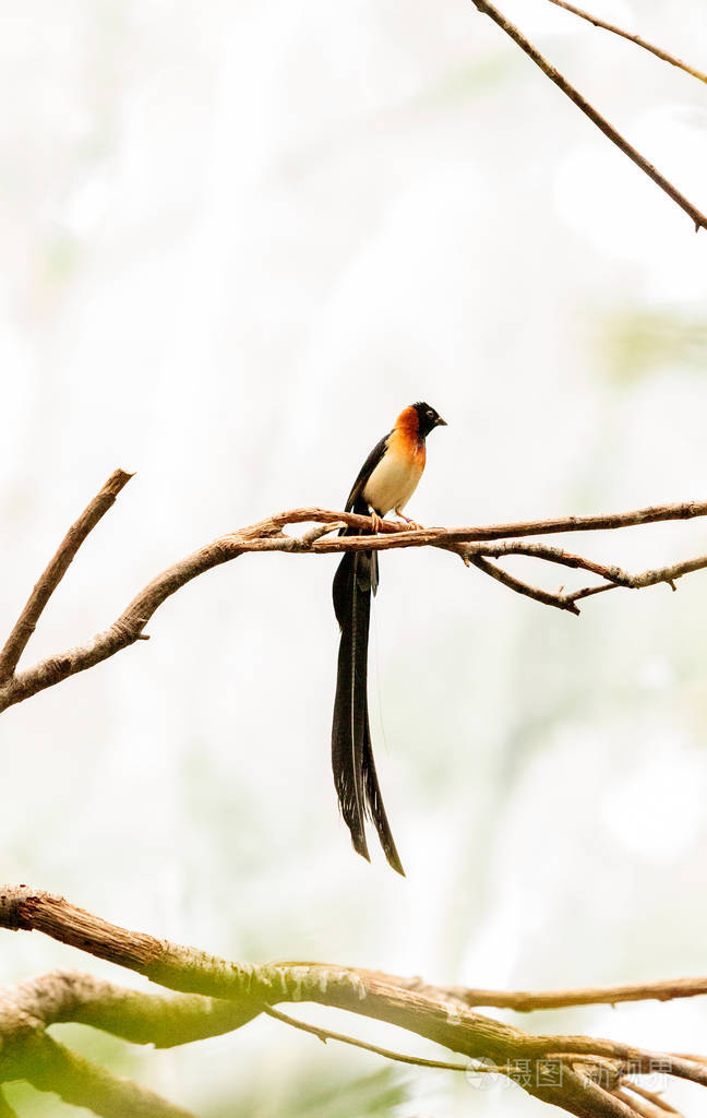 男性的长尾天堂维达鸟vidua红羽
