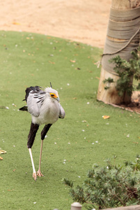 Secretarybird 蛇鹫