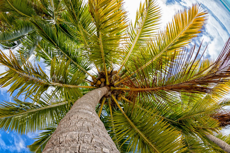 椰子树上波利尼西亚热带天堂海滩