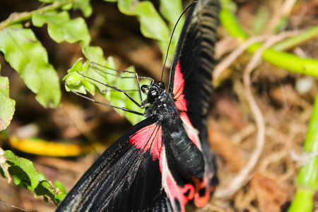 大红色和黑色蝴蝶, 帕奇洛普塔科塞布亚