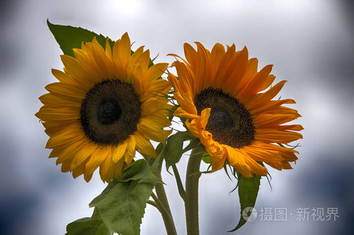 两朵向日葵黄色