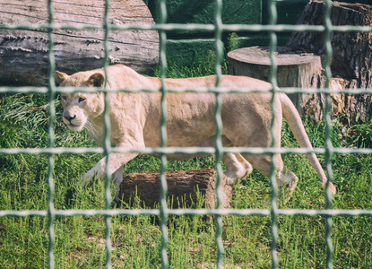 母狮在动物园的监狱里。圈养动物