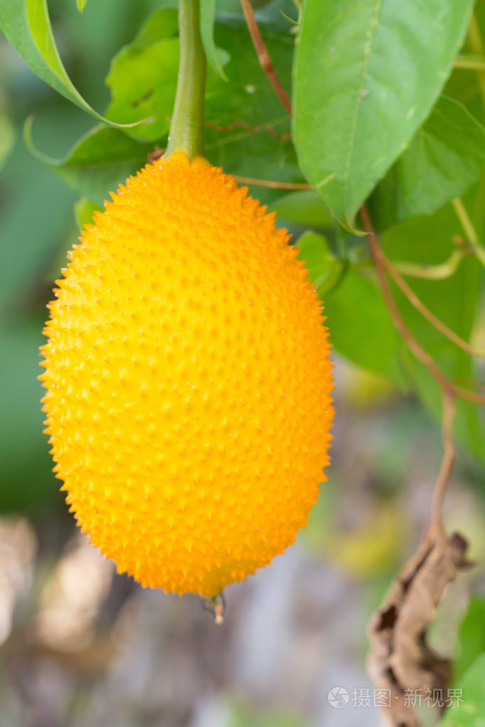 gac 水果挂在藤上